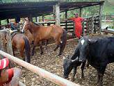 Animais do CVAGA auxiliam programa de reinserção social desenvolvido em Unidades Prisionais de Minas