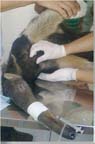 Tamanduá-bandeira passa por tratamento veterinário na CLIMVET